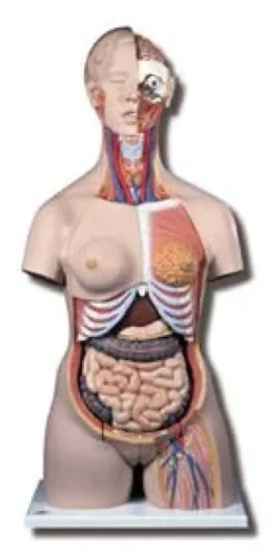 Torso bissessuato con schiena aperta, in 28 parti