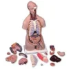 Torso classic, senza sesso, in 16 parti