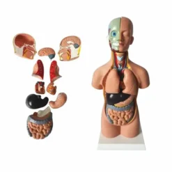 Torso mini alto 45 cm - 11 pz