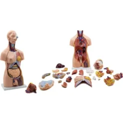 Torso umano maschile-femminile h. 85 cm - 38 parti