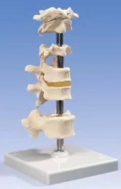 5 vertebre
