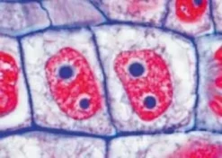 Vetrini: La cellula vegetale - Inglese