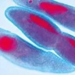 Vetrini: Organismi unicellulari (protozoi)