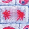 Vetrini: Serie didattica A (serie di base)